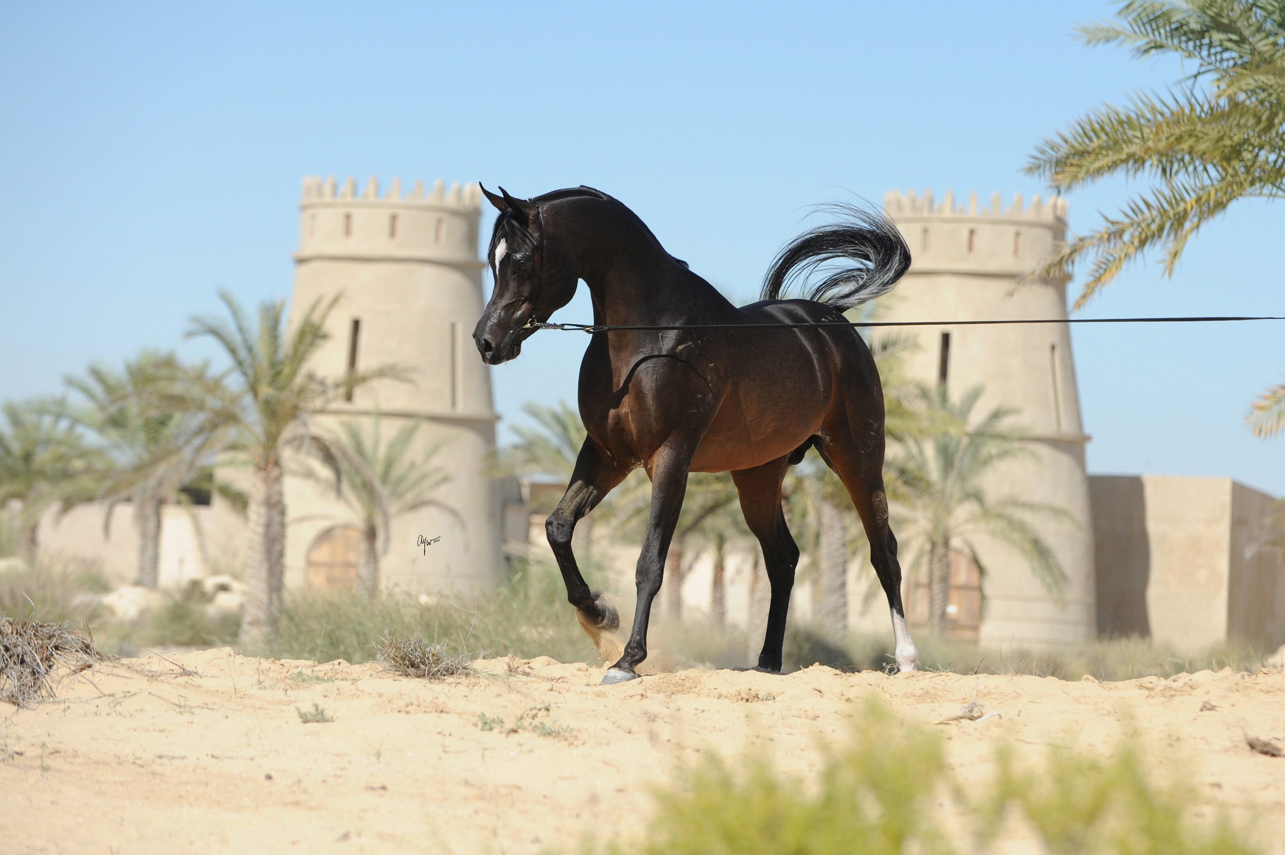 dubai safari horse