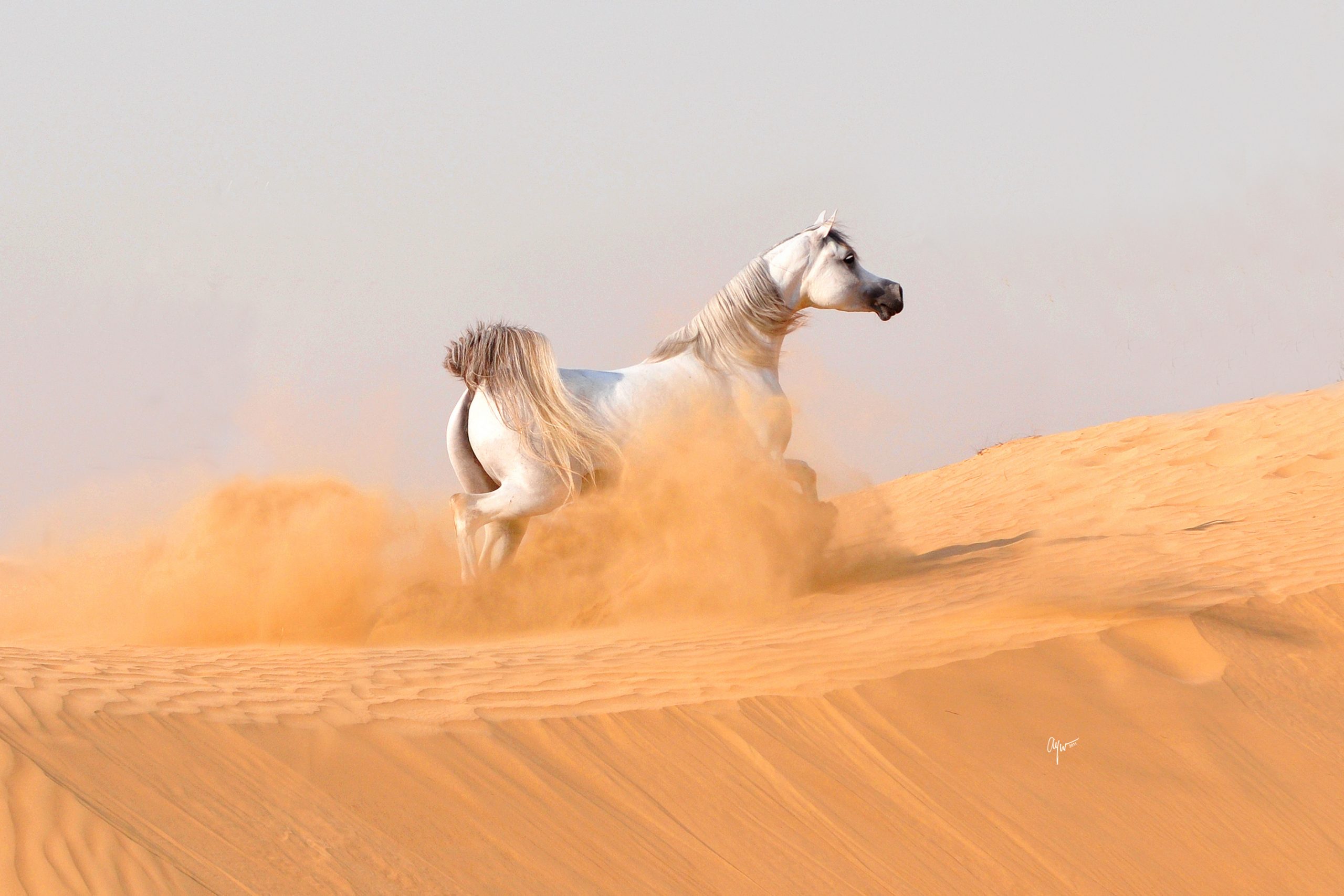 dubai safari horse