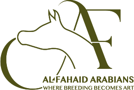 Al Fahid arabians