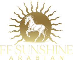 sunshine arabian
